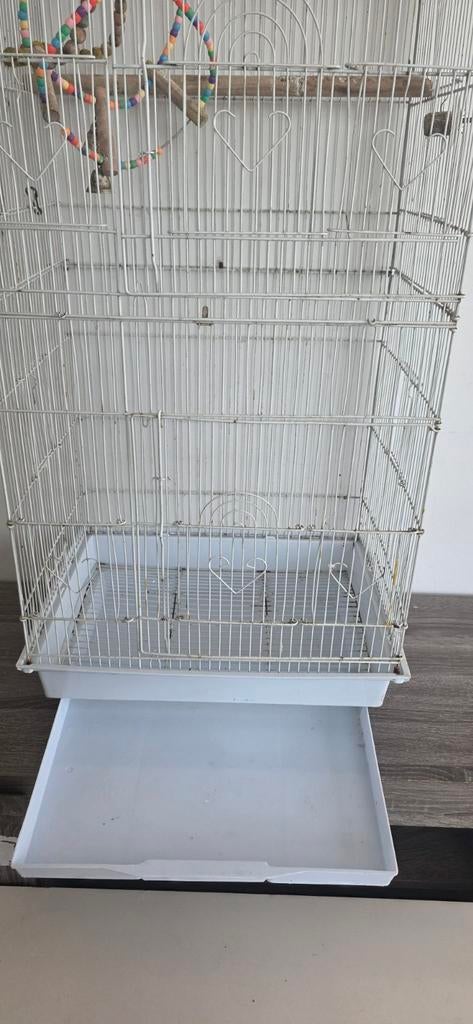 Cage perroquet, Perroquet