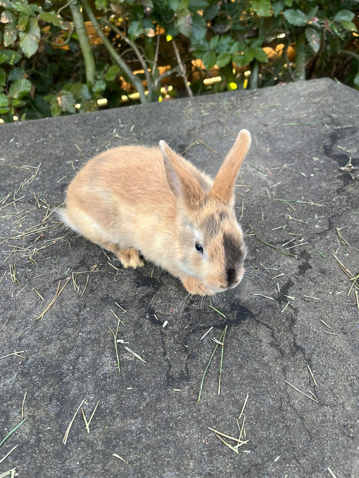 Jonge dwergkonijntjes, Dieren en Toebehoren, Konijnen
