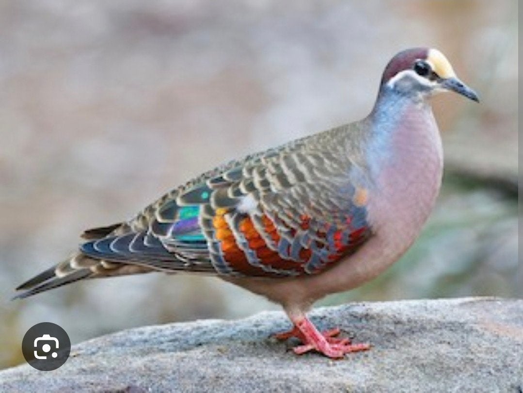 bronsvleugel, Dieren en Toebehoren, Vogels | Overige Vogels