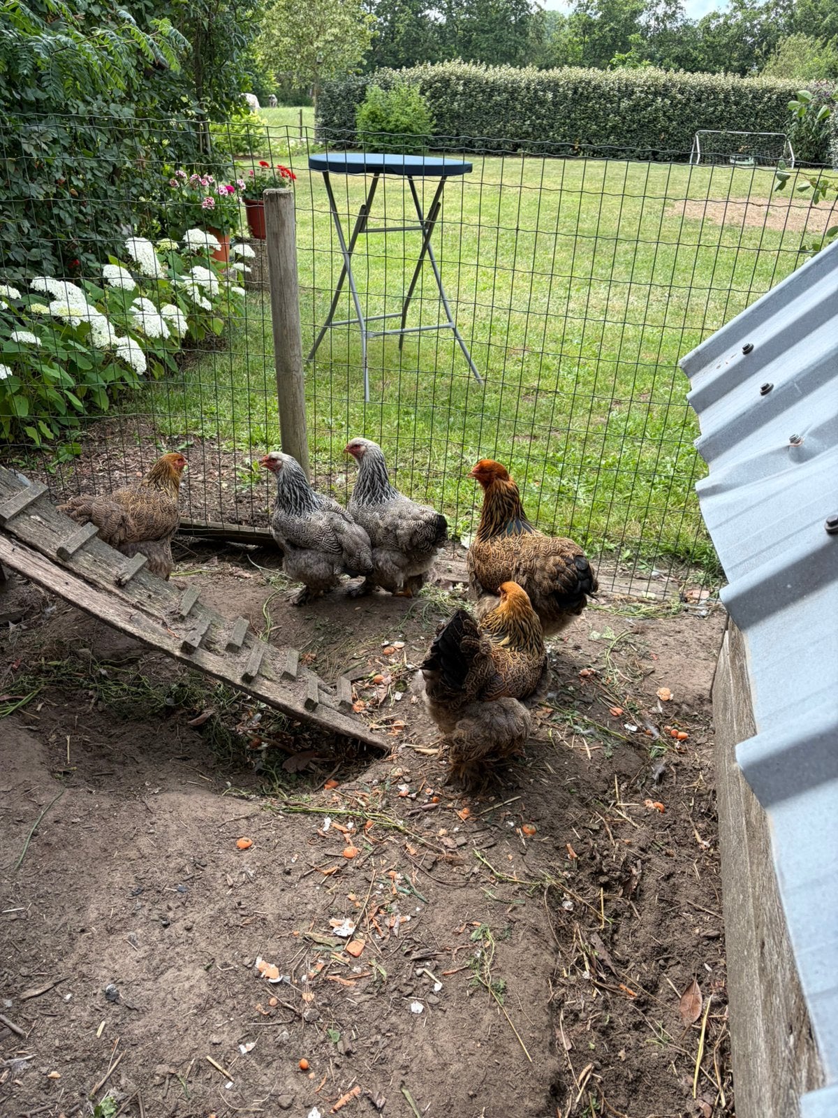 Leghennen Brahma goud & zilver patrijs, Dieren en Toebehoren, Pluimvee