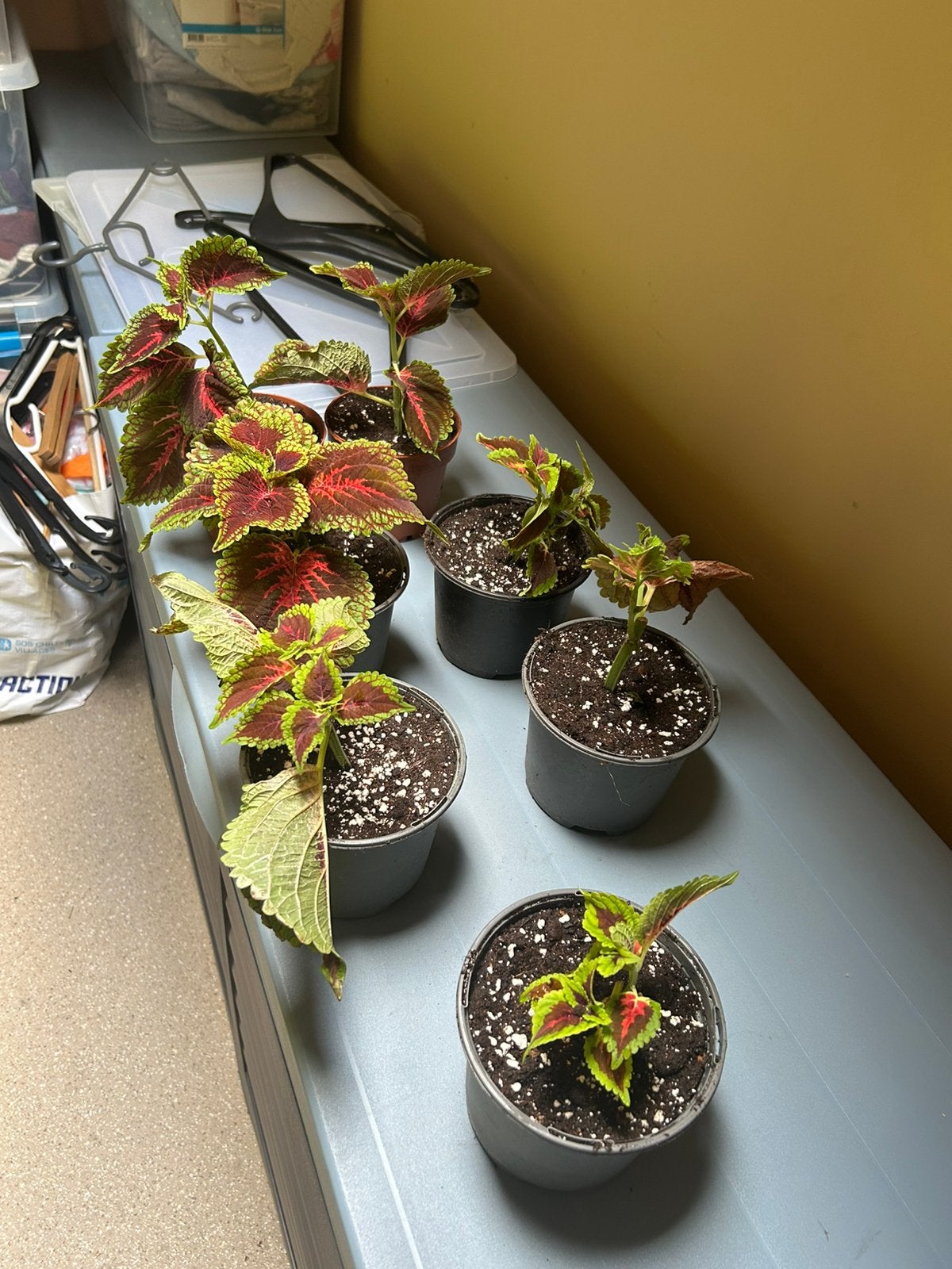 Siernetel(coleus)stekjes, Enlèvement