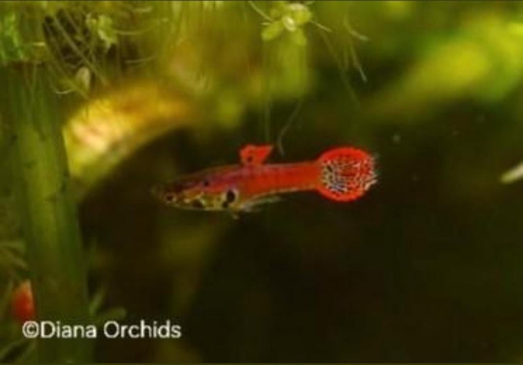 Guppy Endler Red Panther. Oudenburg, Dieren en Toebehoren, Vissen | Aquariumvissen, Vis