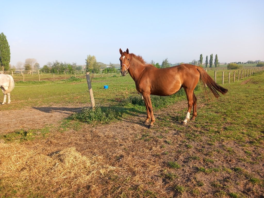 fok merries, Dieren en Toebehoren, Merrie, L, Springpaard, Met stamboom