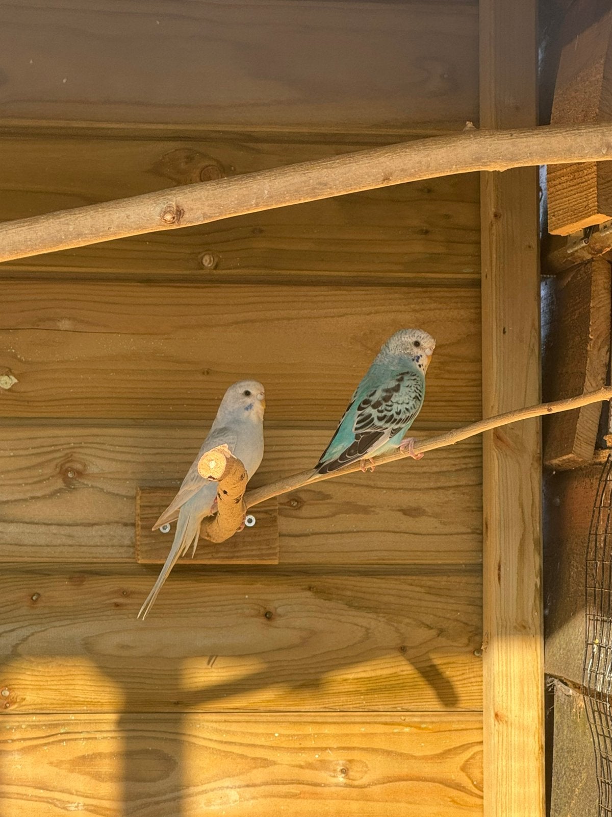 Grasparkieten te koop 2026 mei, Animaux & Accessoires, Oiseaux | Perruches & Perroquets, Perruche, Sexe inconnu, Bagué