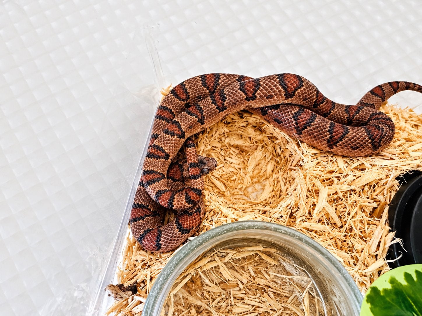 Prachtige Nuevo León koningsslang – Lampropeltis leonis, Dieren en Toebehoren, Slang