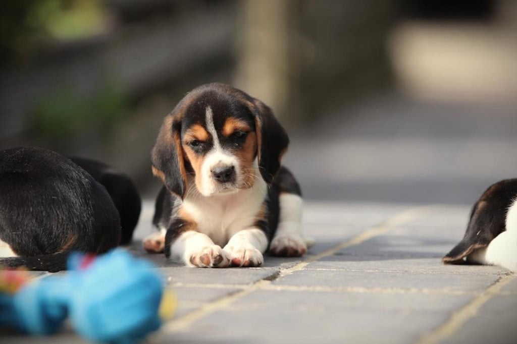 Beagle pups, DNA gecontroleerde ouders, Parvo, België, Beagle, 8 tot 15 weken