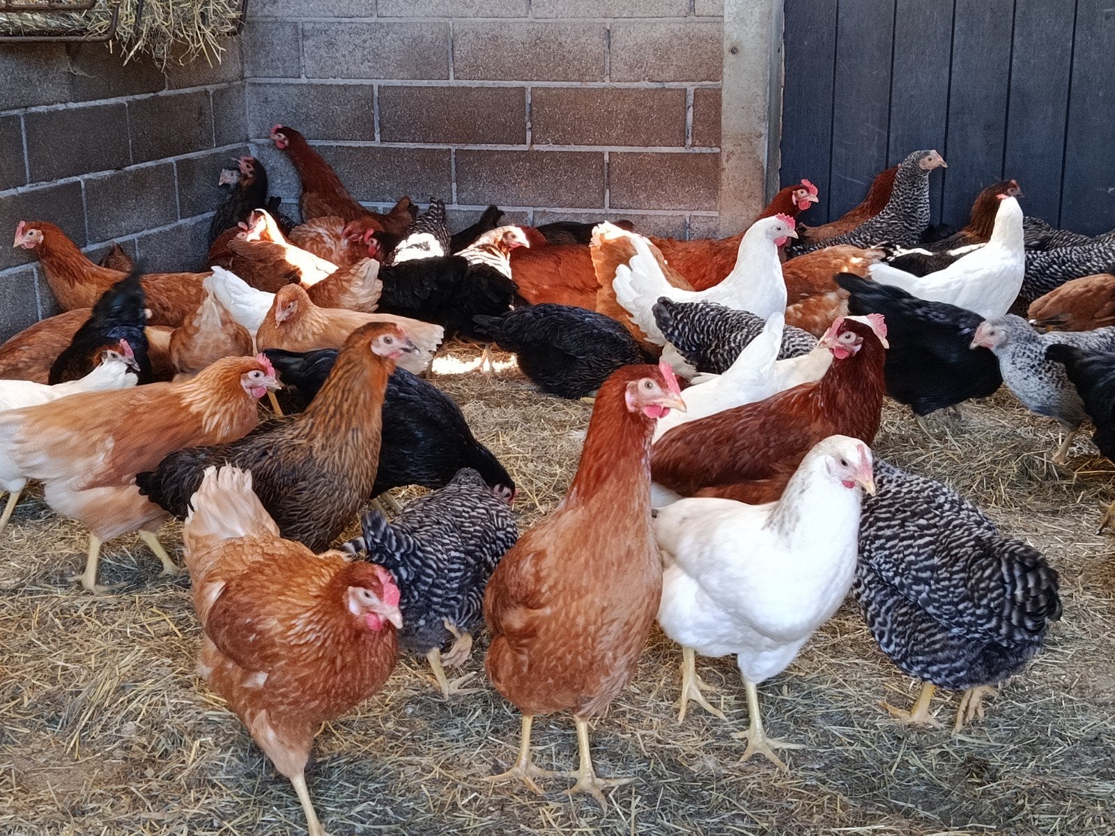 jonge legkippen, alle kleuren, Dieren en Toebehoren, Pluimvee, Kip