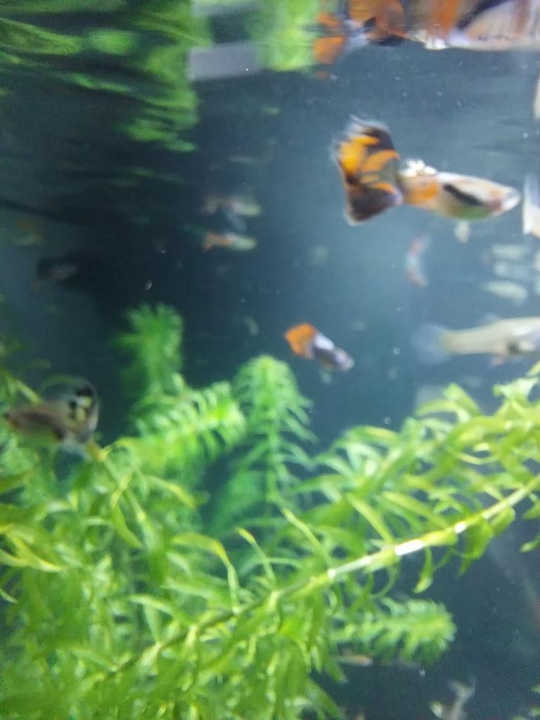 Guppy's, Dieren en Toebehoren