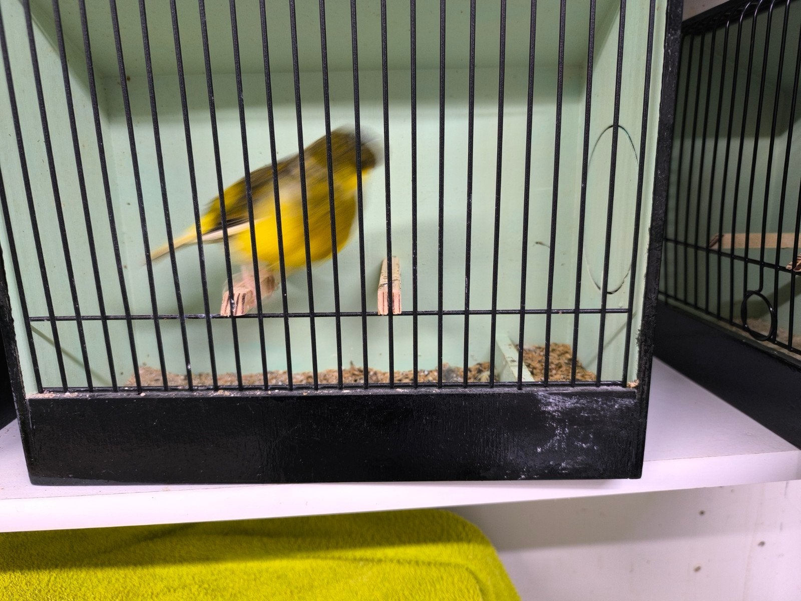 enkele glostermannen2027, Mâle, Canari de posture