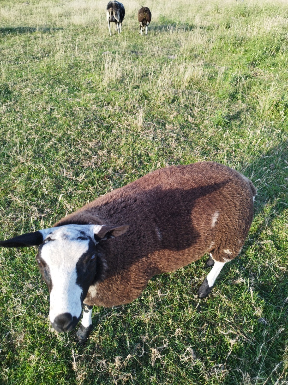Baggerbonte bok