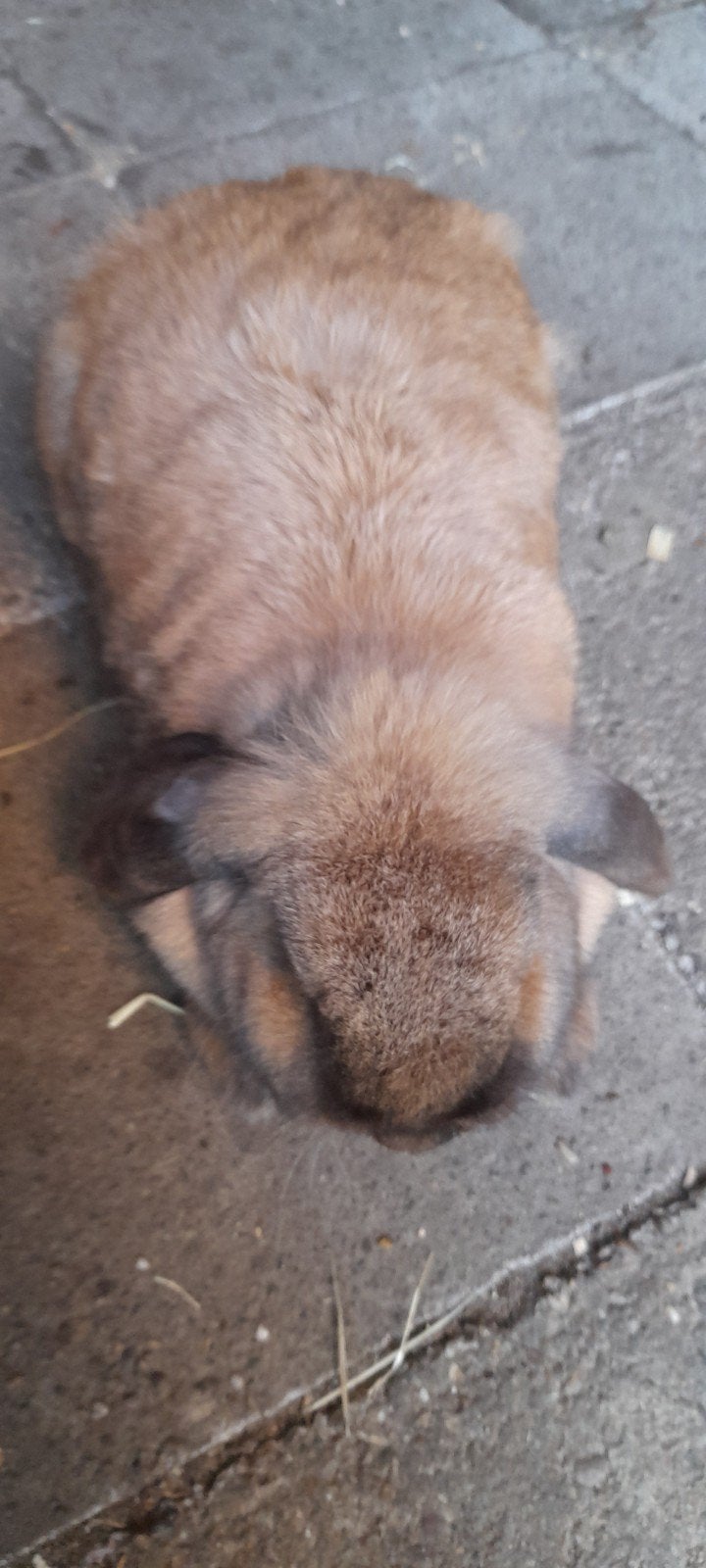 Super mooi nederlands hangoor vrouwtje, Dieren en Toebehoren, Hangoor