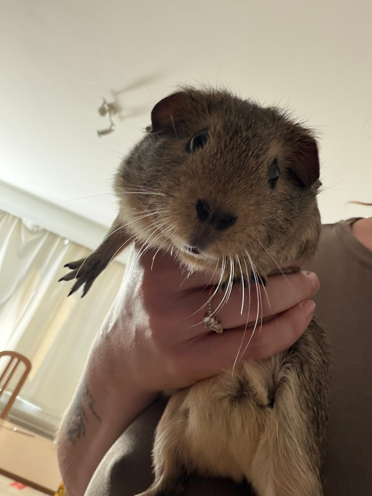 3 Cavia's en toebehoren, Animaux & Accessoires, Rongeurs, Cobaye, Février