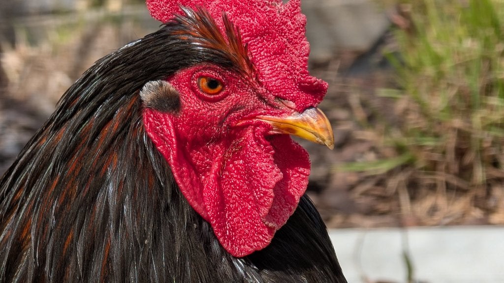 barnevelder haan, Mannelijk, Kip