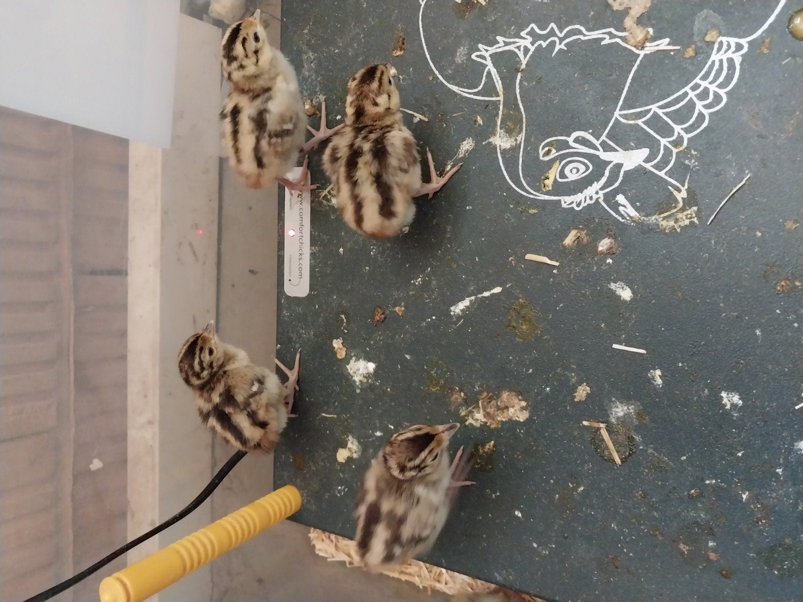 Poussins de faisans, Sexe inconnu