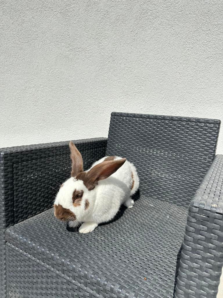 Vlinderkonijn, Groot, Hangoor