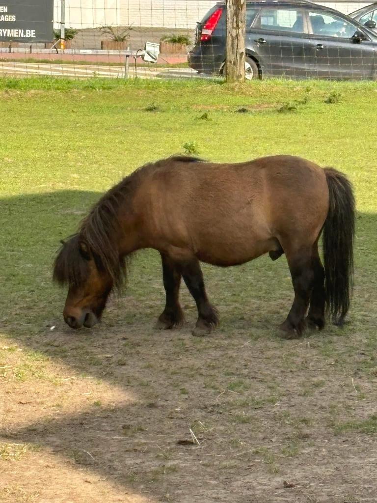 shetlander Ruin, Dieren en Toebehoren, Met stamboom, Ruin, A pony (tot 1.17m), Onbeleerd