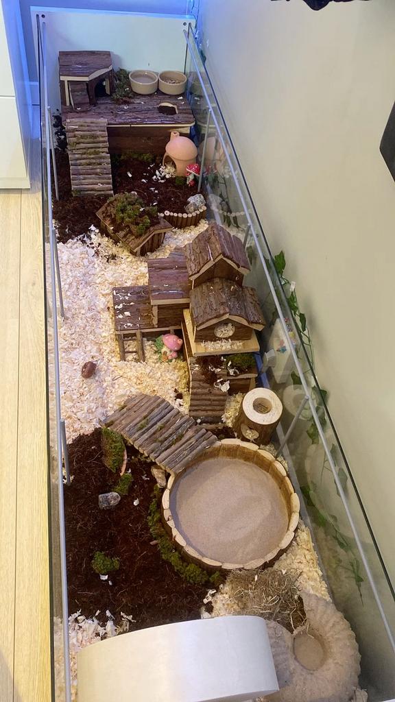 recherches cage hamster, Animaux & Accessoires, Enlèvement ou Envoi