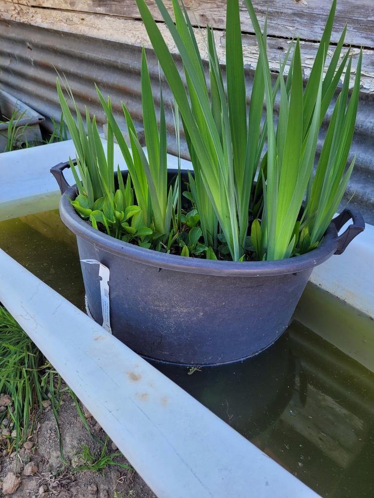 Vijverplanten, gele iris, waterdrieblad..., Tuin en Terras, Vijvers, Ophalen