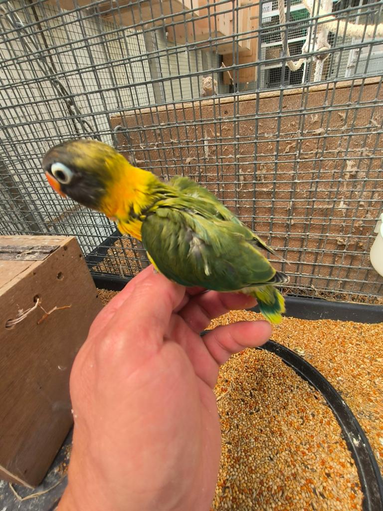 Nestje personata, Animaux & Accessoires, Bagué