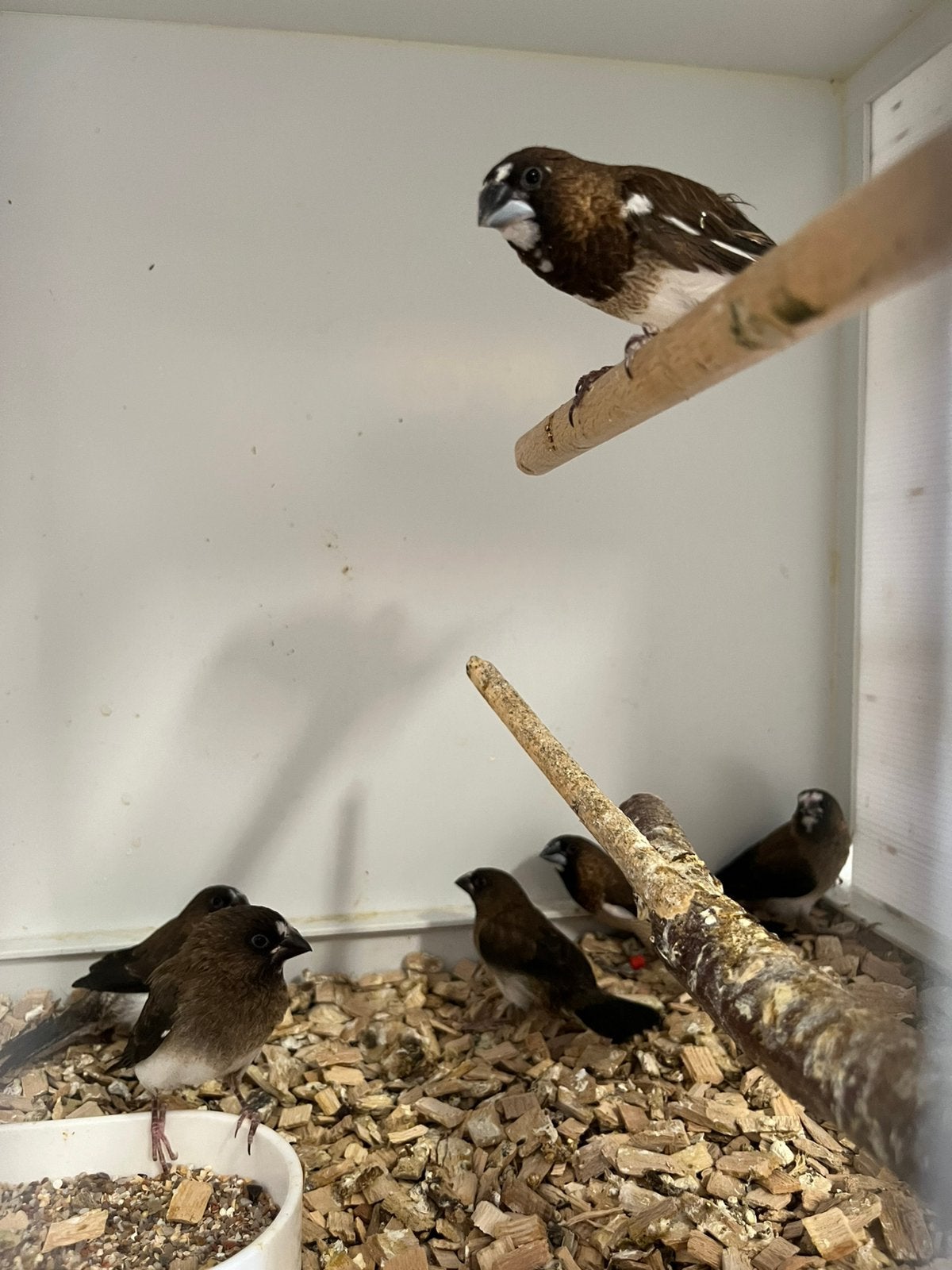 4 jeunes mouettes japonaises