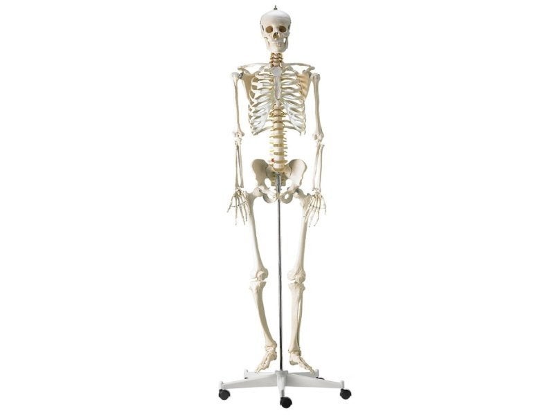 Anatomisch skelet 75 euro, Ophalen, Zo goed als nieuw