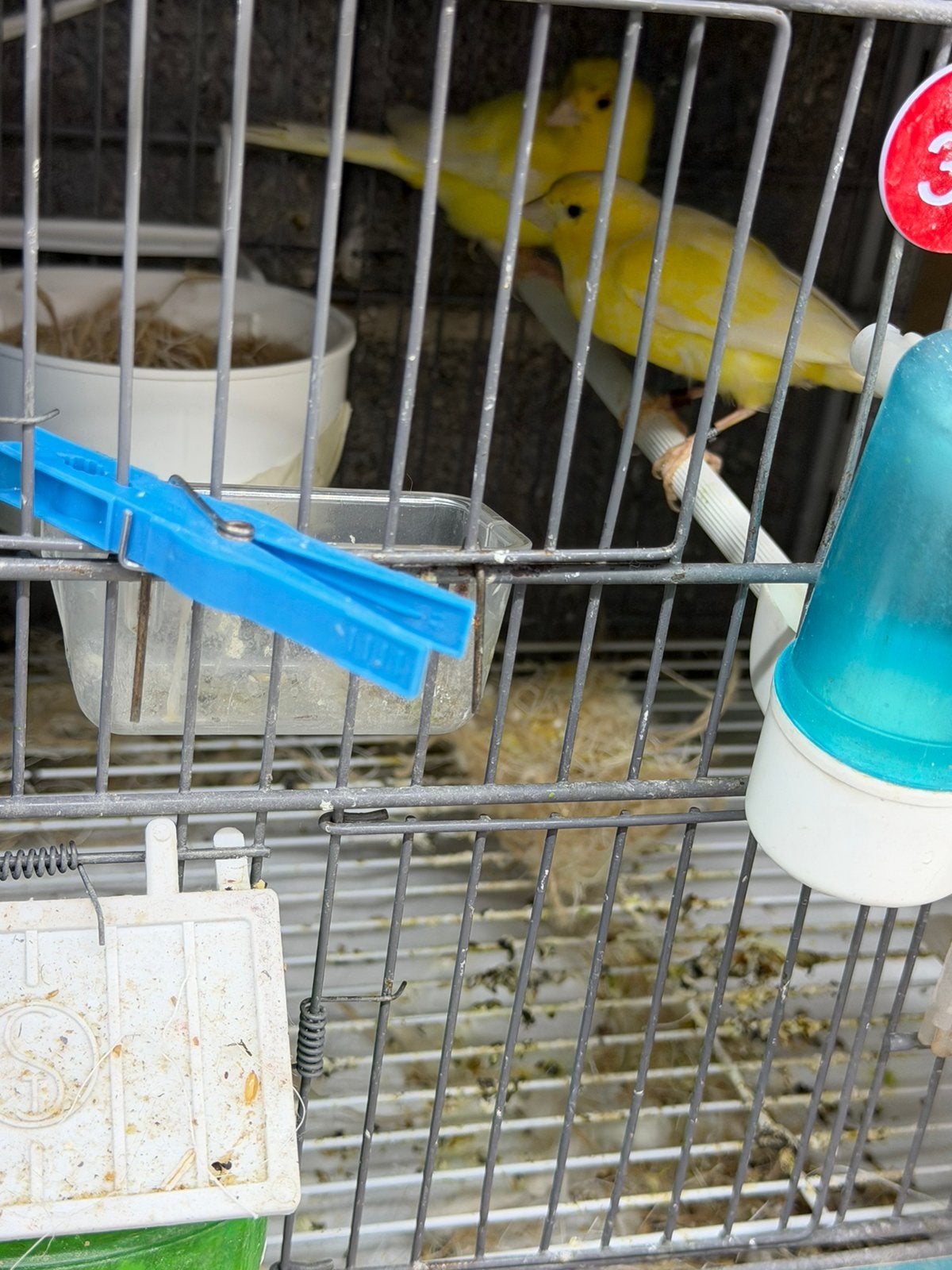 À vendre canari malinois, Enlèvement ou Envoi, Neuf