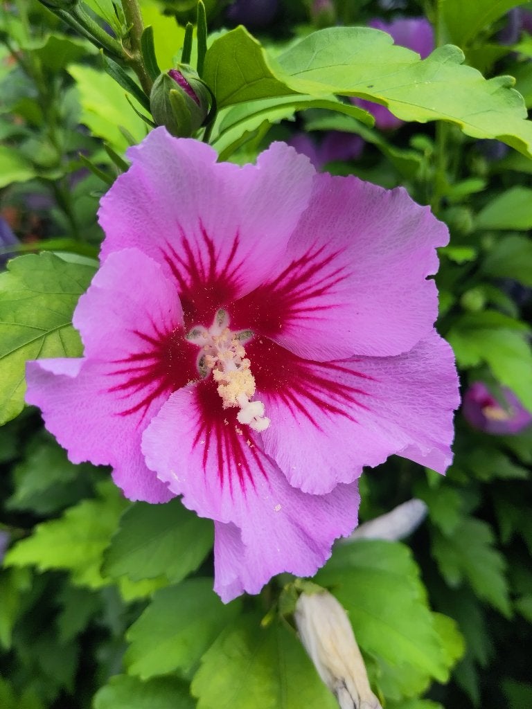 Hibiscus Syriacus Violet, Ophalen, Overige soorten, Struik, Minder dan 100 cm