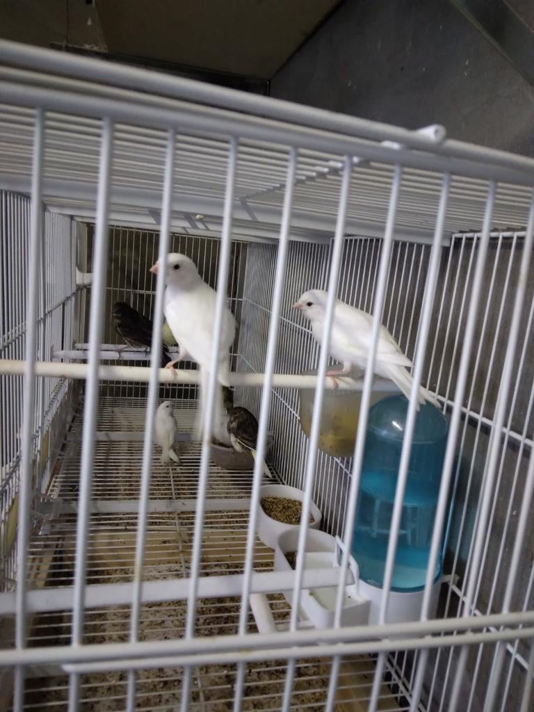 De koop kanaries, Dieren en Toebehoren, Vogels | Kanaries, Geslacht onbekend