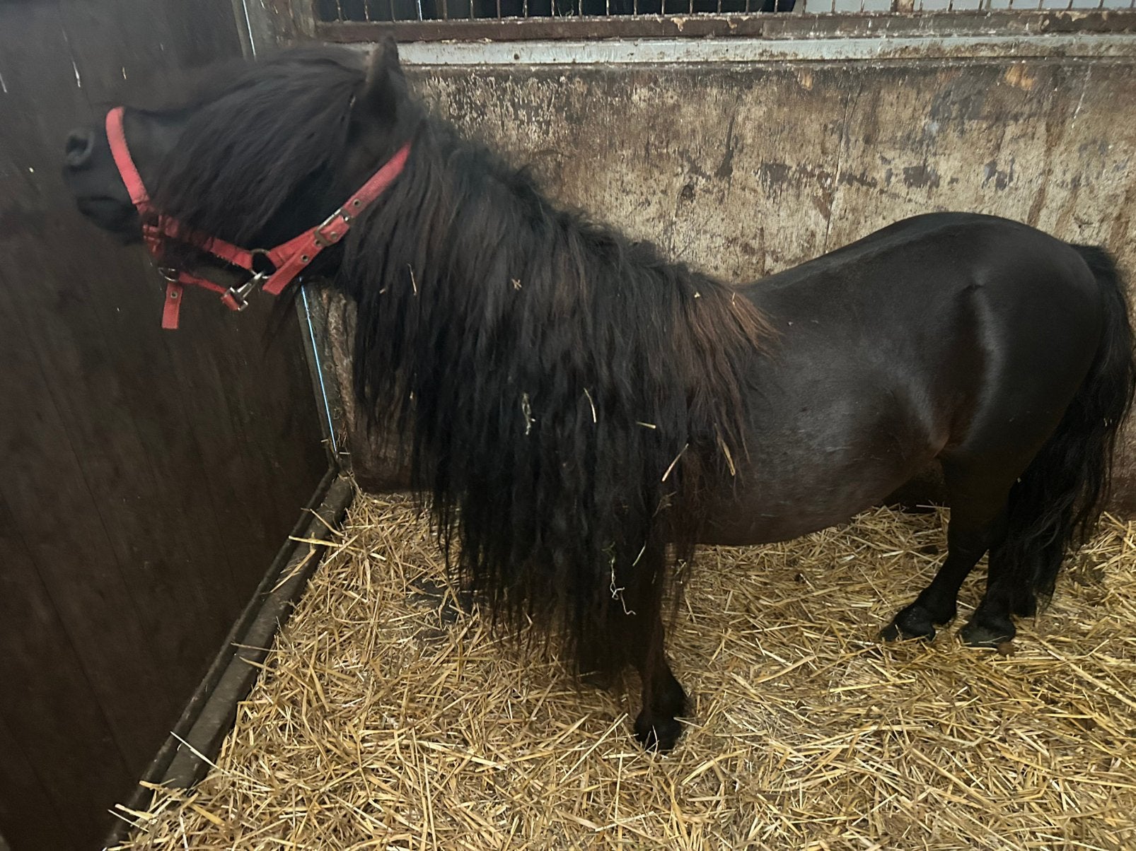 Shetlander hengt, Hengst