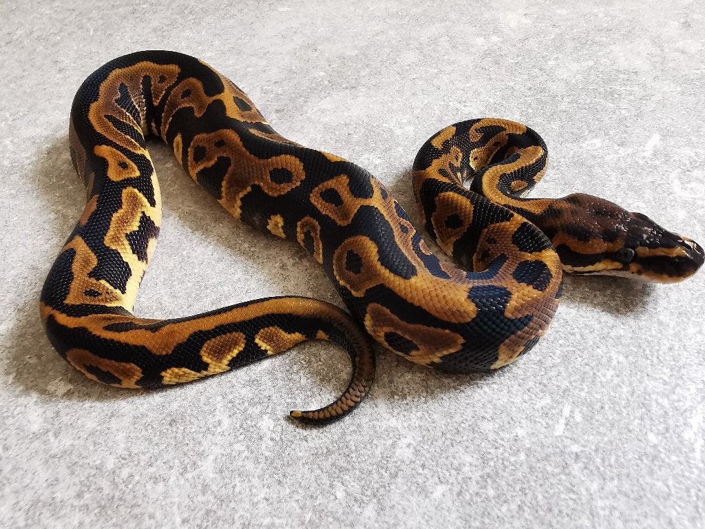 0.1Koningspython; python regius; Leopard (het Clown), Dieren en Toebehoren, Reptielen en Amfibieën, Slang, Tam, 0 tot 2 jaar