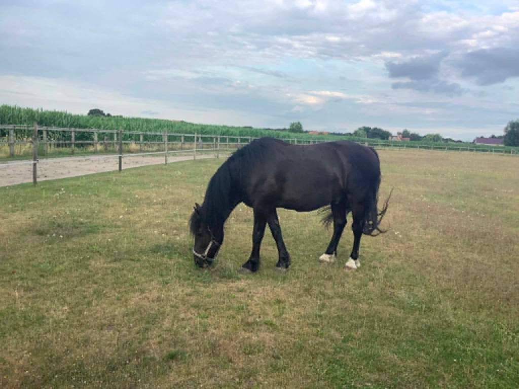 Braaf paard / E-pony te koop, Gechipt, Minder dan 160 cm, Ruin, M