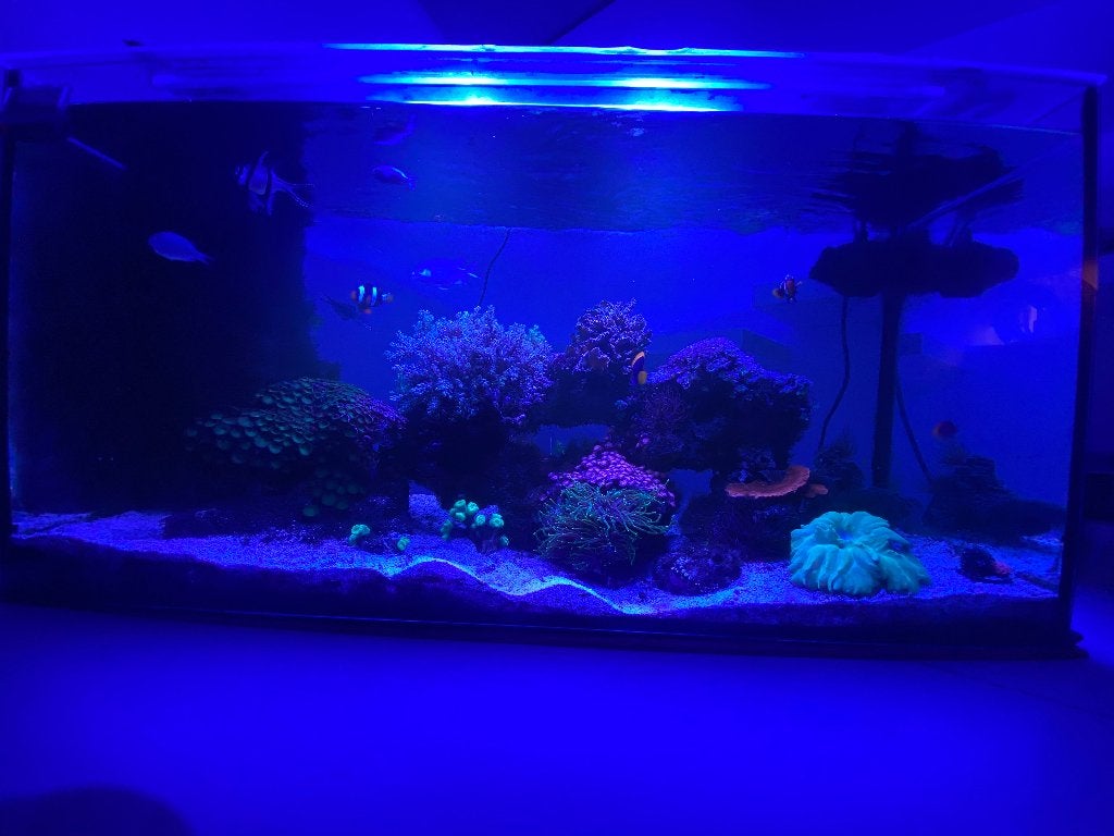 Aquarium eau de mer/recifal, Enlèvement, Chauffage, Neuf, Aquarium d'eau de mer rempli