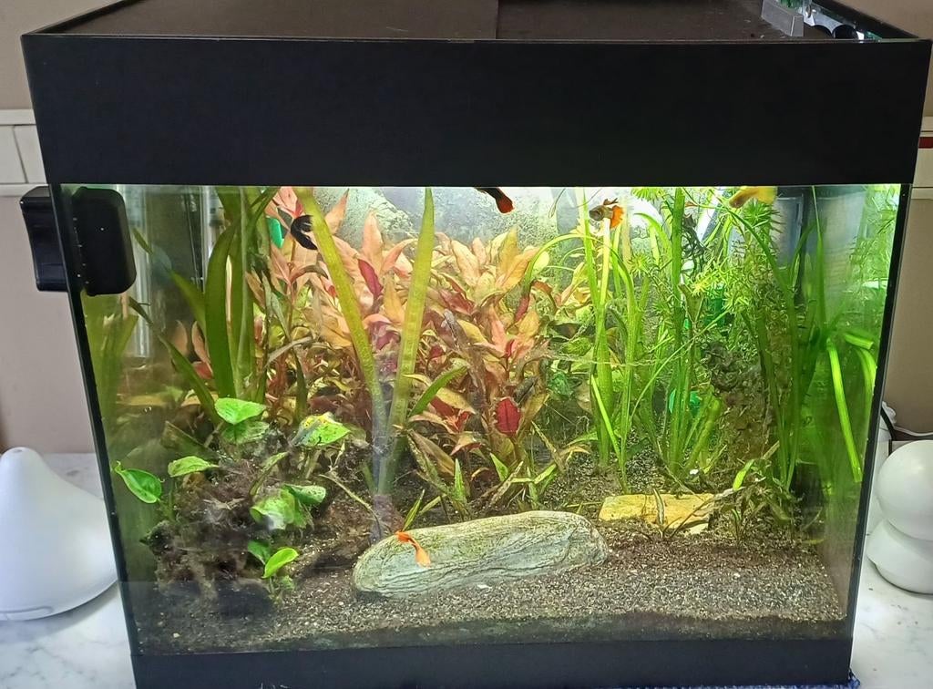 Aquarium compleet, Dieren en Toebehoren, Vissen | Aquaria en Toebehoren, Ophalen, Verwarming, Filter, Eheim