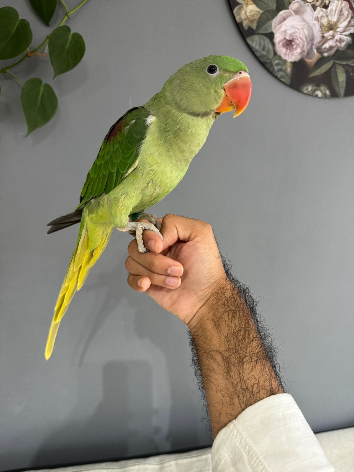 À VENDRE – Jeune Alexandre super apprivoisée, Perroquet, Bagué