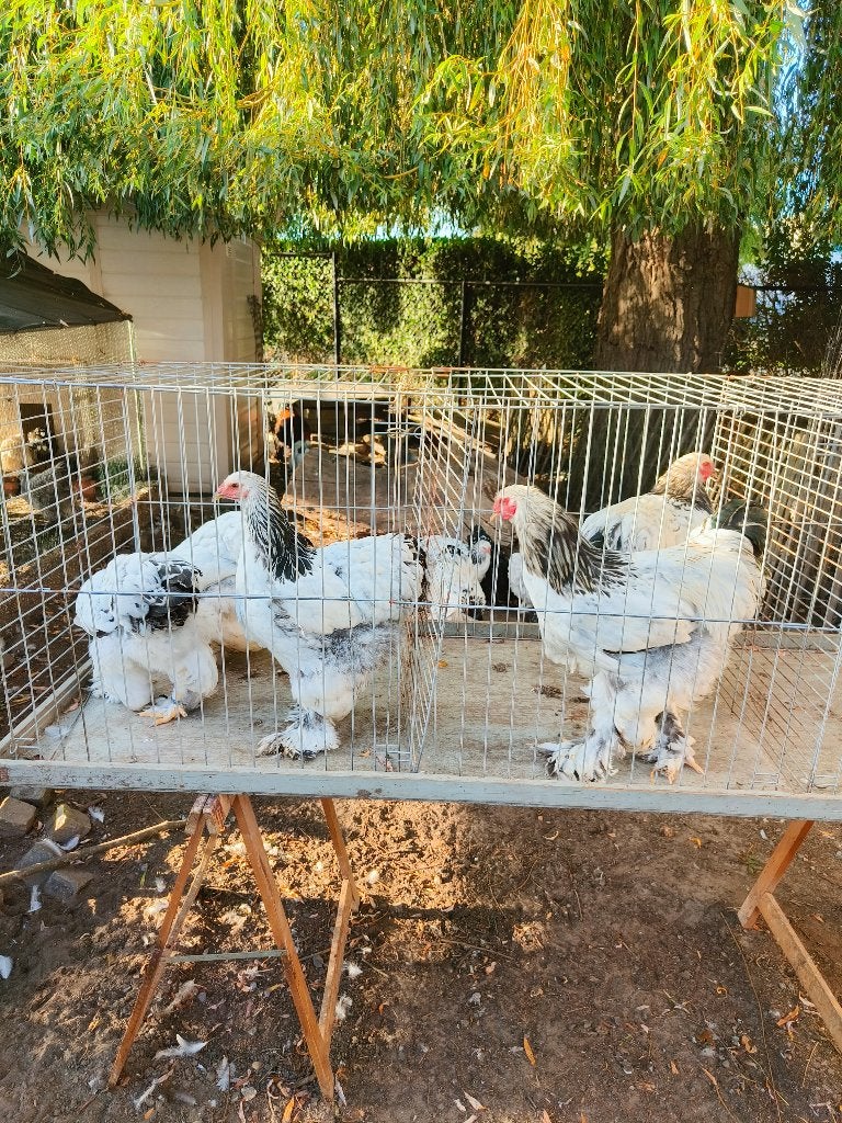 Brahma's wit zwart columbia, Meerdere dieren, Kip
