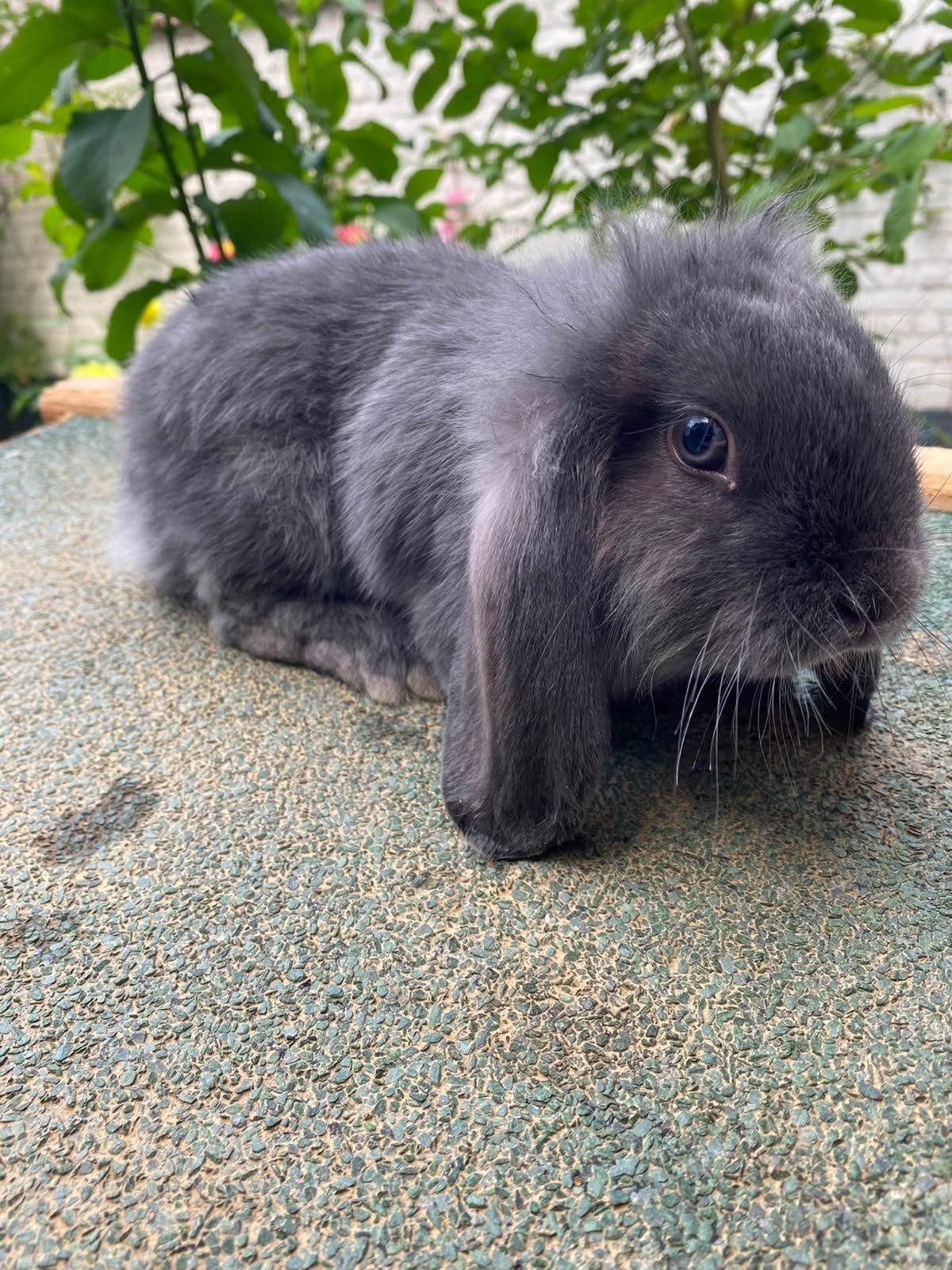 Lapin nain gris pour vendre, Animaux & Accessoires, Nain