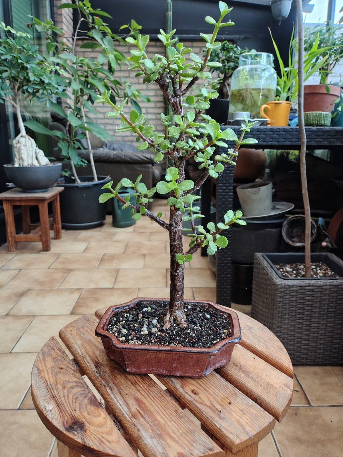 portulacaria afra, Enlèvement, Plein soleil, Moins de 100 cm