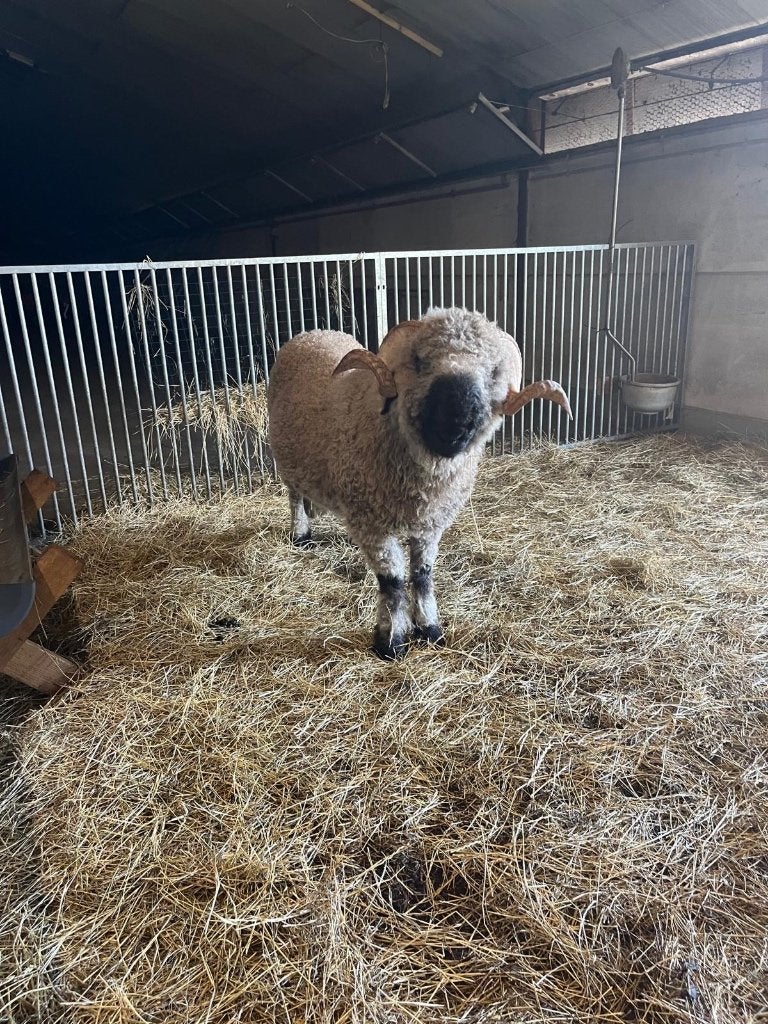 walliser schwarznase, Mâle, Mouton, 0 à 2 ans