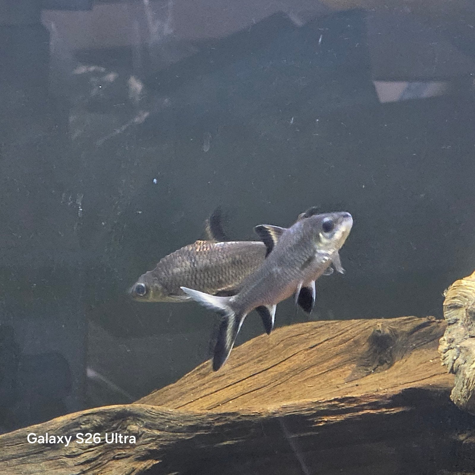 2 prachtige Zilverhaaien (Bala sharks), Dieren en Toebehoren, Vogels | Overige Vogels