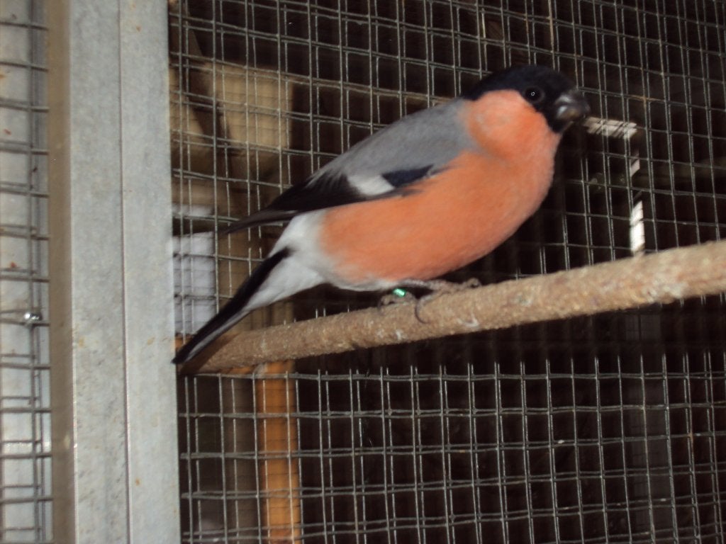 Noordse goudvinken, Mannelijk, Wildzangvogel, Tam