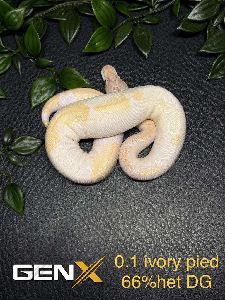Ivory pied koningspython vrouw, Dieren en Toebehoren, Reptielen en Amfibieën, Slang, Tam, 0 tot 2 jaar