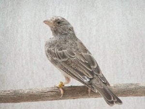 achète chanteur d'Afrique au croupion JAUNE ou blanc, Mâle, Oiseau chanteur sauvage, Bagué