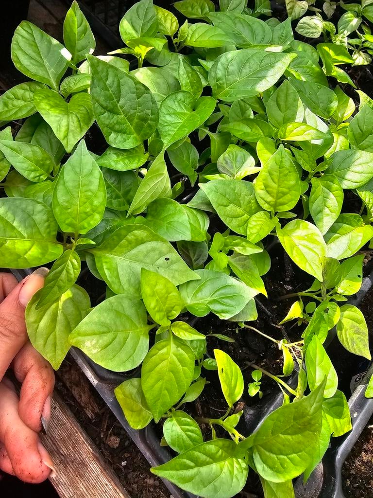 Carolina reaper madame jeanette peper plantjes, Tuin en Terras, Ophalen of Verzenden