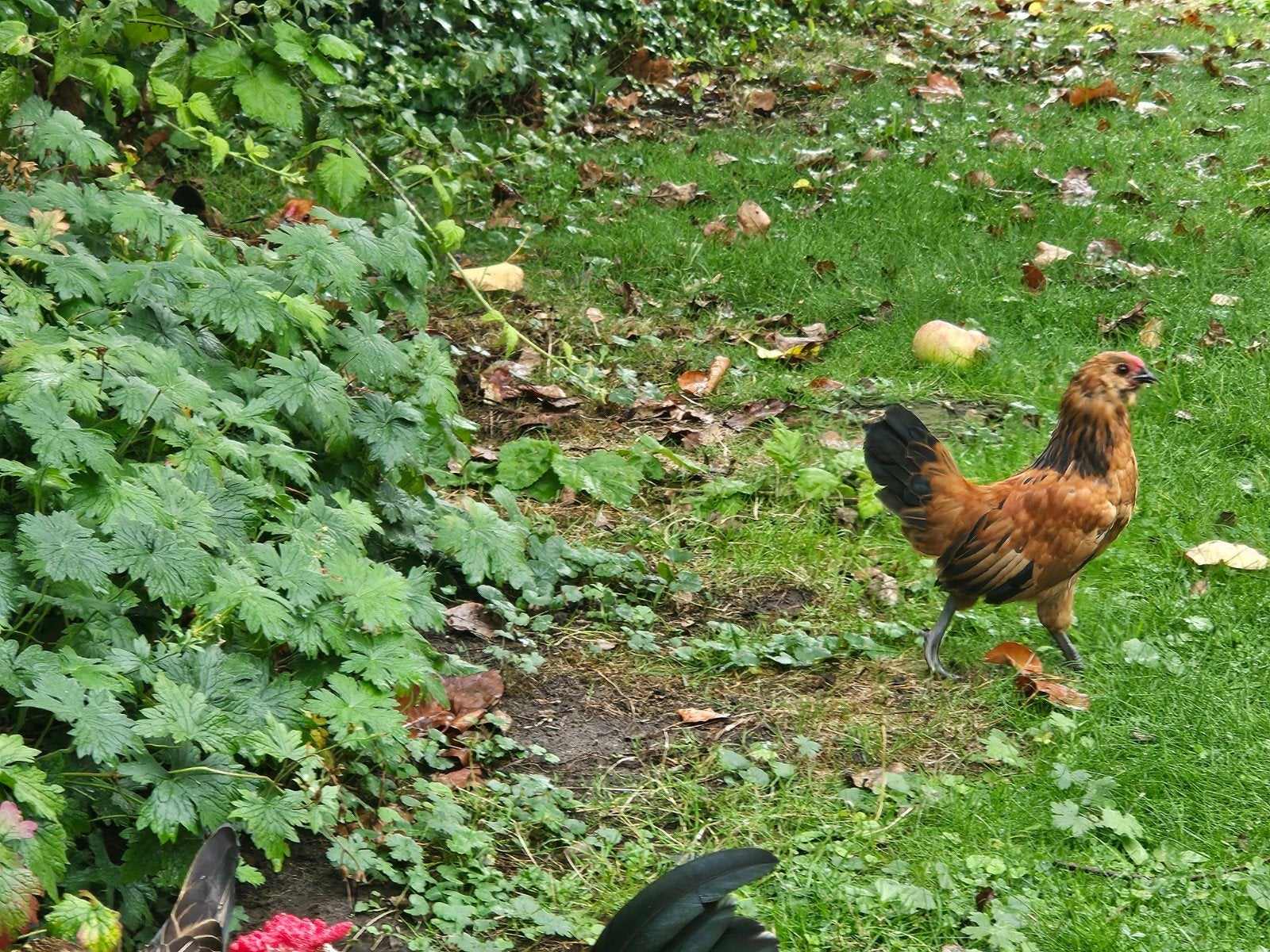 Jong haantje Antwerpse baardkriel, Dieren en Toebehoren, Pluimvee