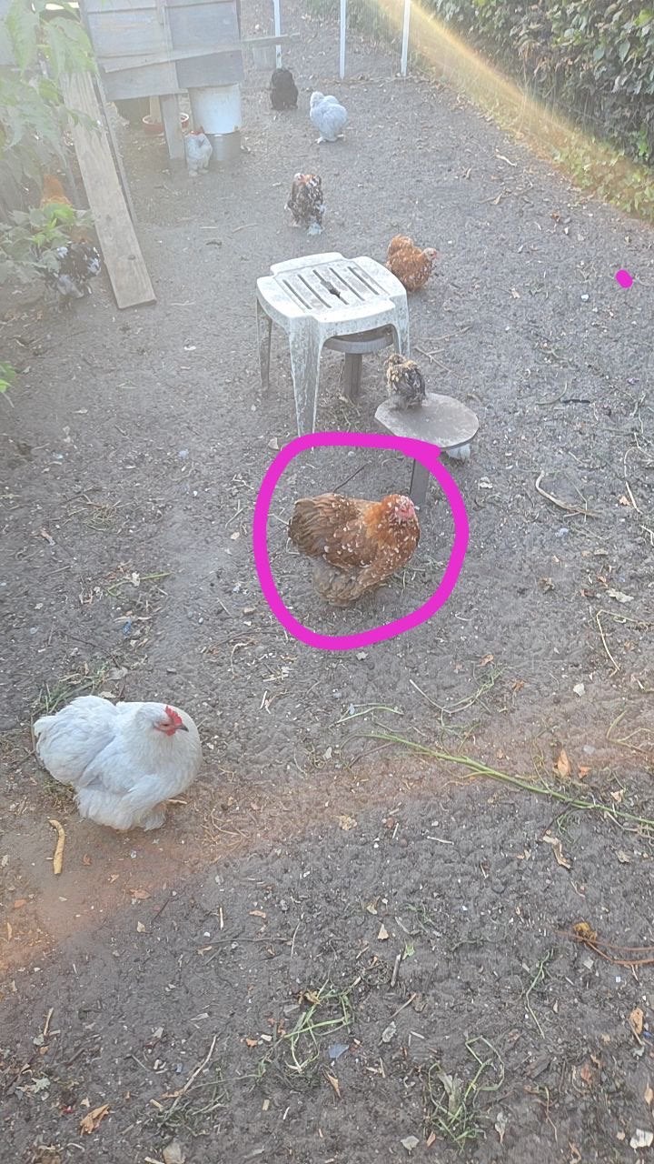 Volwassen cochin kriel hen aan de leg