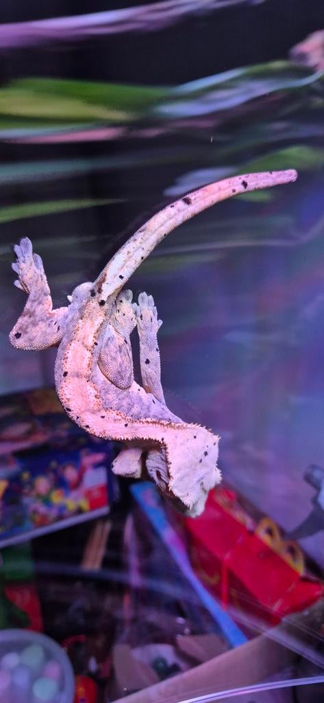 Gecko a crête mâle, Dieren en Toebehoren, Hagedis, 0 tot 2 jaar