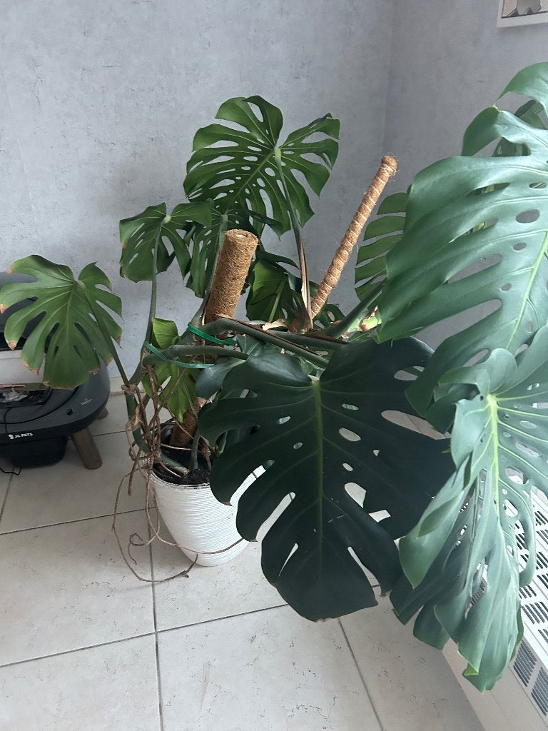 Monstera plant, Ophalen, 100 tot 150 cm, Overige soorten, Halfschaduw