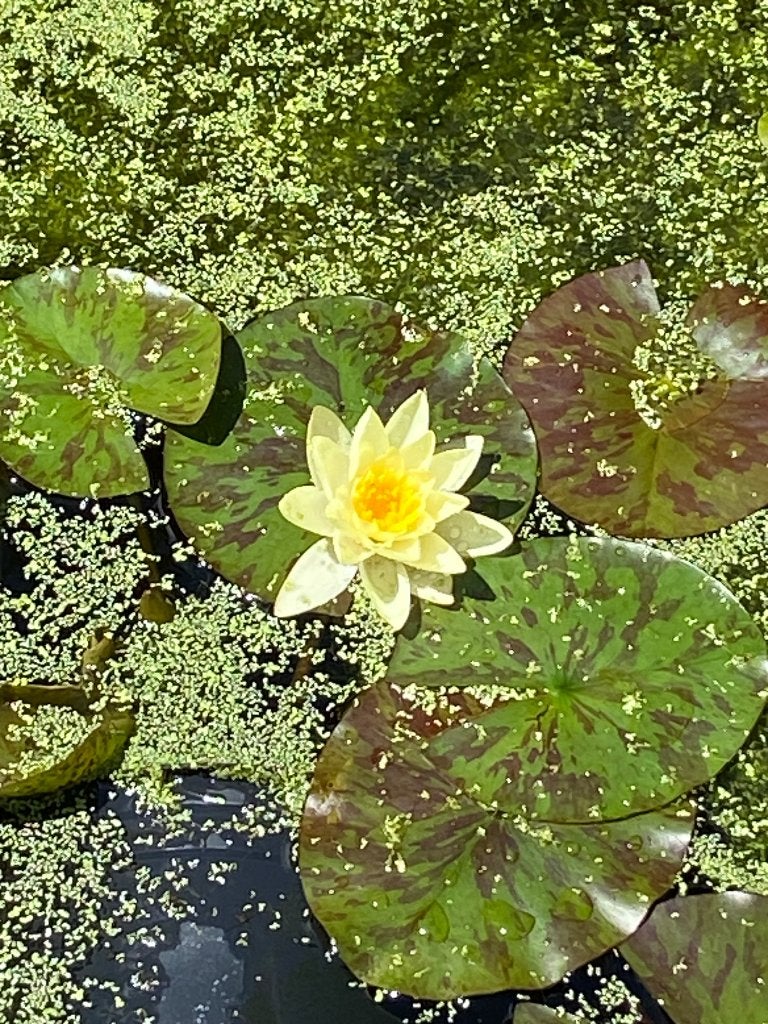 Waterlelie geel, Tuin en Terras, Vijvers, Ophalen, Nieuw
