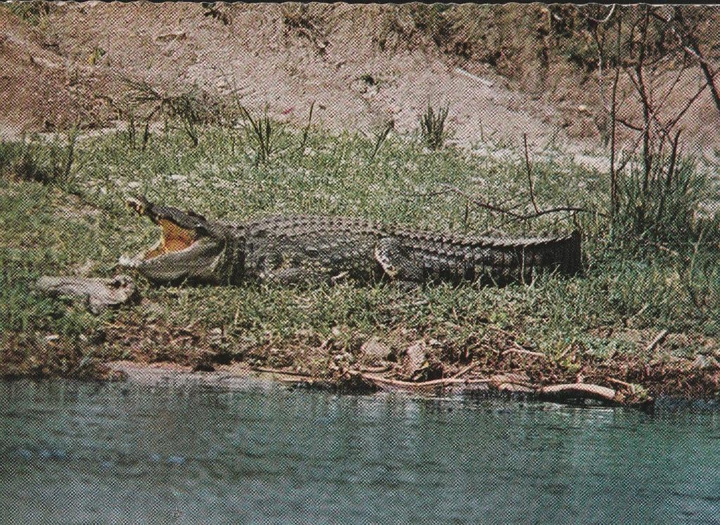 KROKODIL  in  OOST-AFRIKA, Envoi, Non affranchie, Reptile
