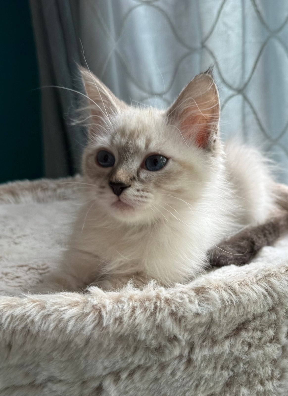 Neva masquerade ( Siberische color point) kitten te koop, Plusieurs animaux, Avec pedigree, 0 à 2 ans